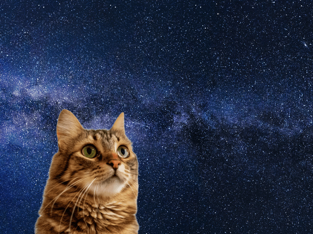 宇宙猫